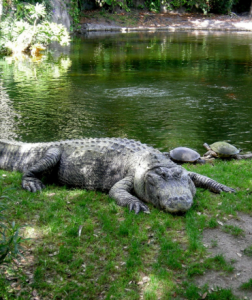 تصميم بدون عنوان (58)