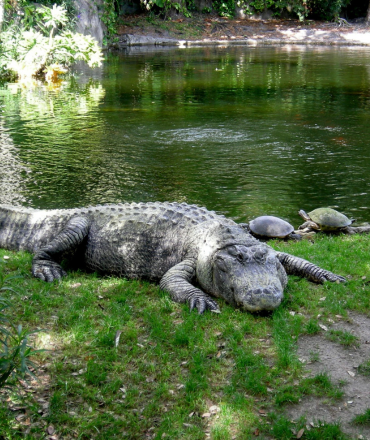 Crocopark